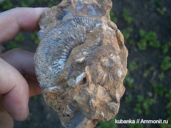 аммониты, юра, мезозой, средняя юра