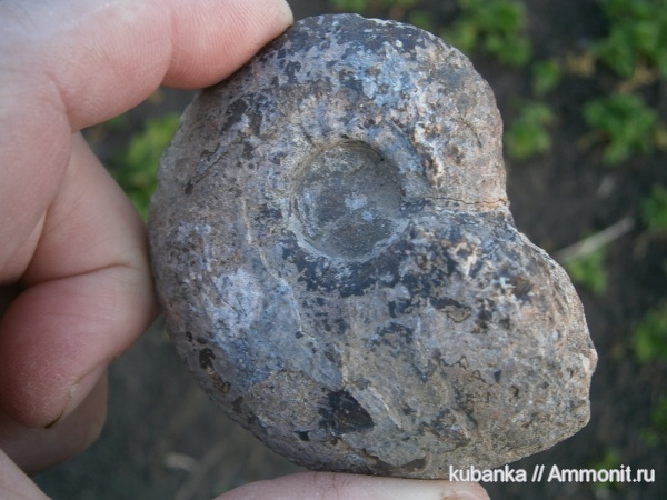 аммониты, юра, мезозой, средняя юра