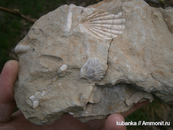 брахиоподы, юра, двустворки, мезозой, верхняя юра