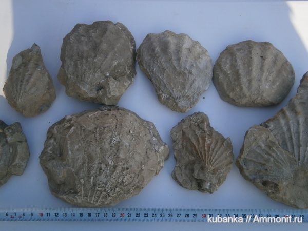 брахиоподы, юра, двустворки, мезозой, верхняя юра