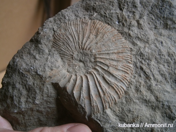 аммониты, юра, мезозой, верхняя юра