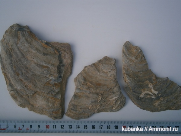 юра, двустворки, мезозой, верхняя юра