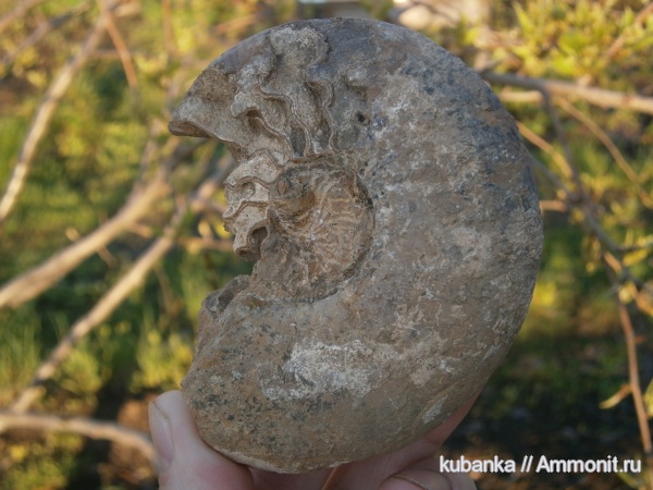 аммониты, юра, мезозой, средняя юра