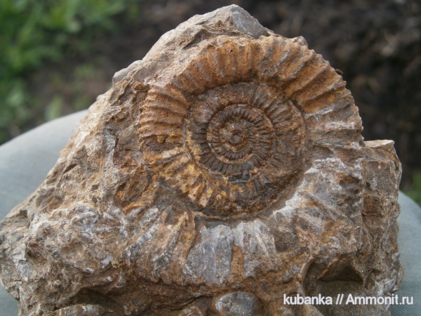 аммониты, юра, мезозой, средняя юра