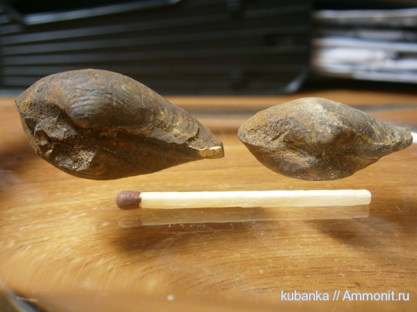 юра, двустворки, мезозой, средняя юра