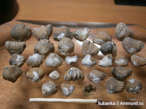 брахиоподы, юра, мезозой, средняя юра, Rhynchonellida