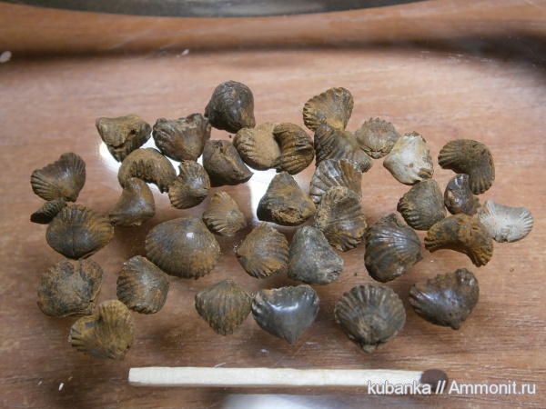 брахиоподы, юра, мезозой, средняя юра, Rhynchonellida