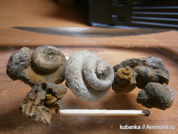 гастроподы, юра, мезозой, средняя юра