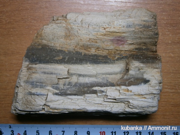 юра, мезозой, окаменевшее дерево, средняя юра