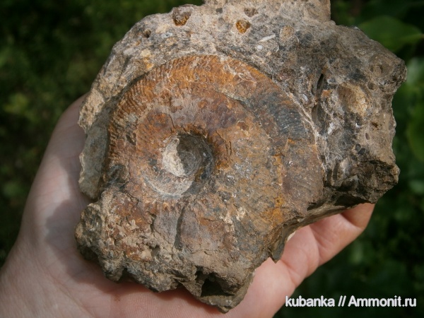 аммониты, юра, мезозой, средняя юра