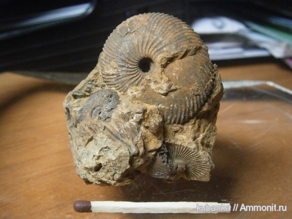 аммониты, юра, мезозой, средняя юра