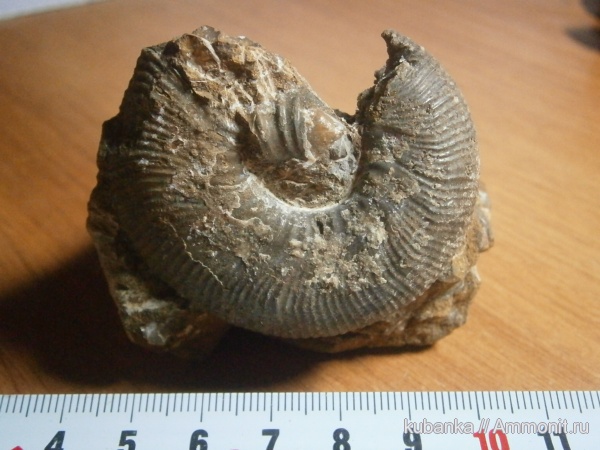 аммониты, юра, мезозой, средняя юра