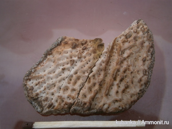 триас, мезозой, нижний триас, нижнеоленекский подъярус, слудкинский горизонты