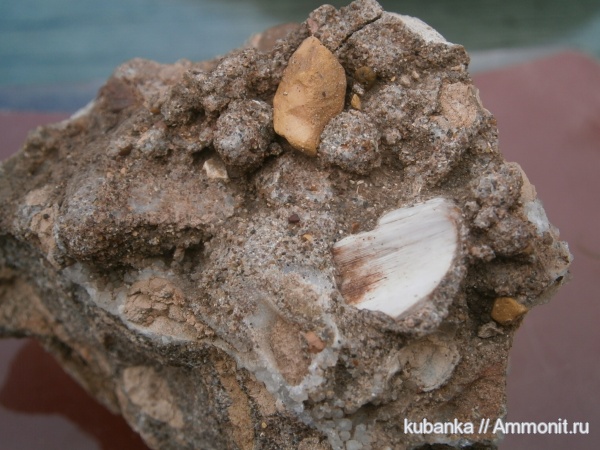 триас, мезозой, нижний триас, нижнеоленекский подъярус, слудкинский горизонты