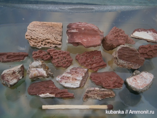 триас, мезозой, нижний триас, нижнеоленекский подъярус, слудкинский горизонты