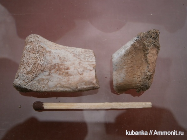 триас, мезозой, нижний триас, нижнеоленекский подъярус