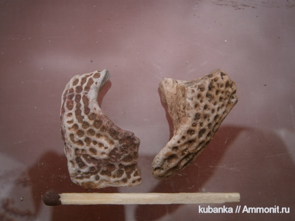 триас, мезозой, нижний триас