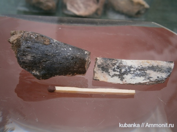 триас, мезозой, нижний триас