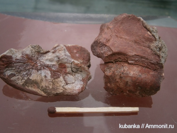 триас, мезозой, нижний триас