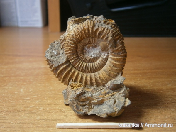 аммониты, мезозой, келловей, средняя юра аммониты, мезозой, келловей, средняя юра