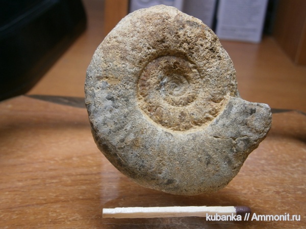 аммониты, мезозой, келловей, средняя юра