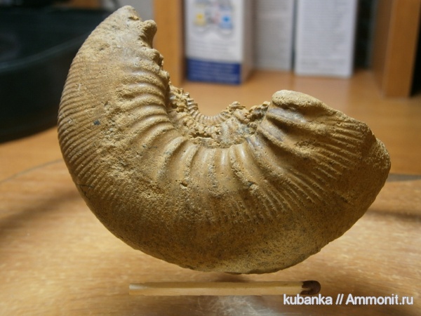 аммониты, мезозой, келловей, средняя юра, Kepplerites, Kosmoceratidae, Gowericeras, Kepplerites curtilobus