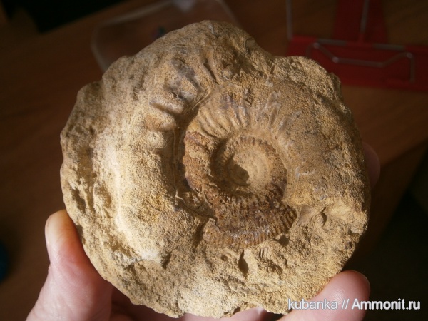 аммониты, мезозой, келловей, средняя юра