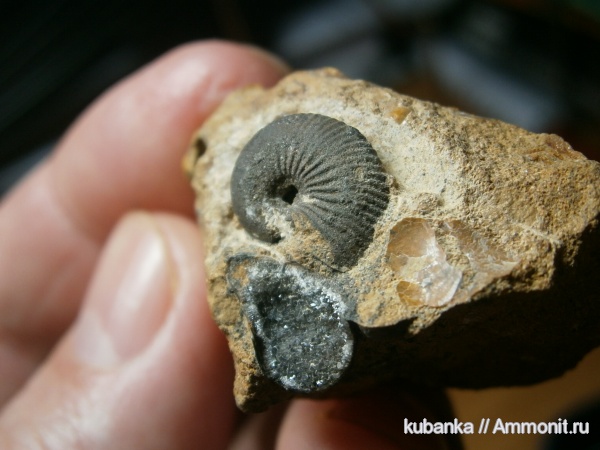 аммониты, мезозой, келловей, средняя юра