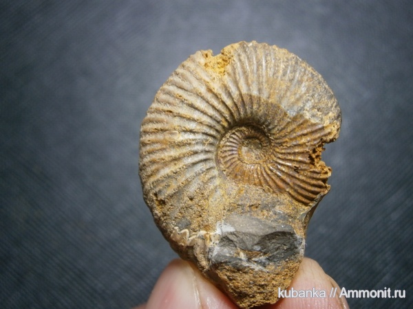аммониты, мезозой, келловей, средняя юра