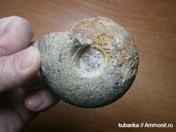 аммониты, мезозой, келловей, средняя юра