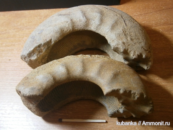 аммониты, мезозой, келловей, средняя юра
