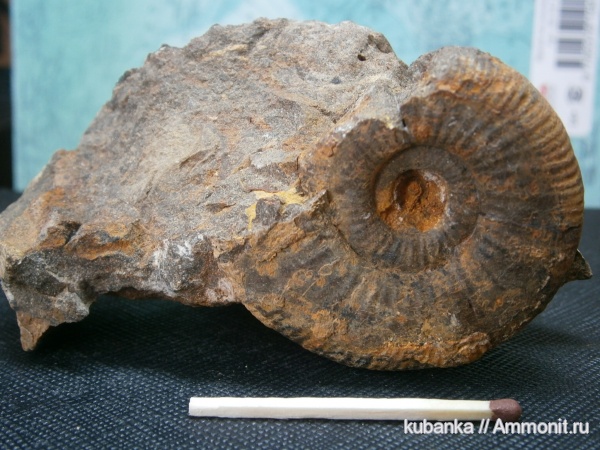 аммониты, мезозой, келловей, средняя юра