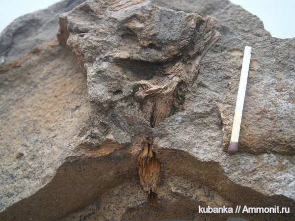 мезозой, средняя юра, окаменевшая древесина