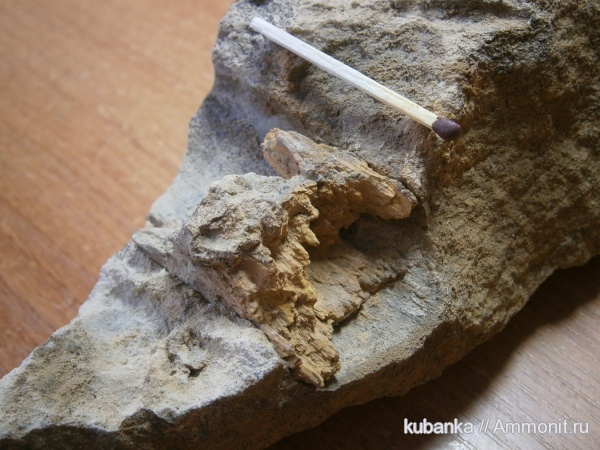 мезозой, окаменевшее дерево, средняя юра