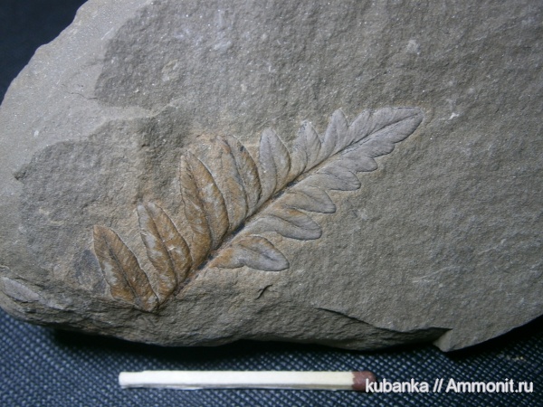 палеозой, Mariopteris, башкирский ярус