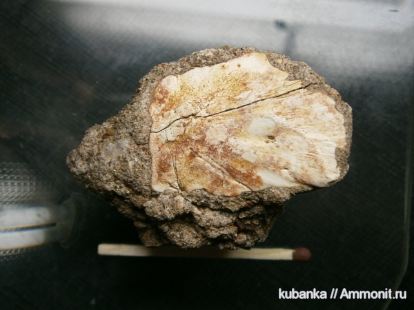 амфибии, мезозой, нижний триас