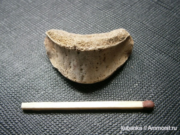 амфибии, мезозой, нижний триас