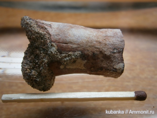 амфибии, мезозой, нижний триас