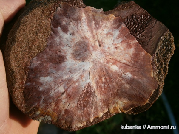 амфибии, мезозой, нижний триас