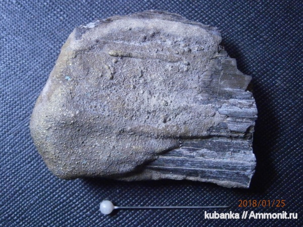 мезозой, нижний мел