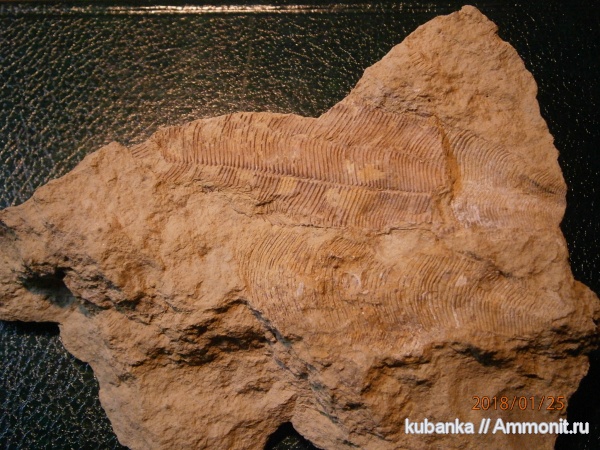 пермь, палеозой