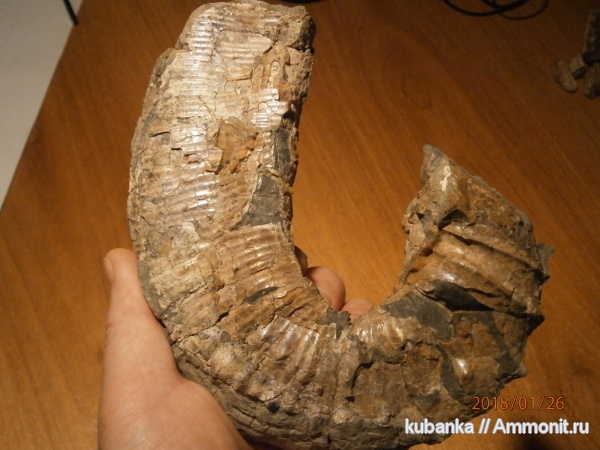 мел, мезозой, нижний мел