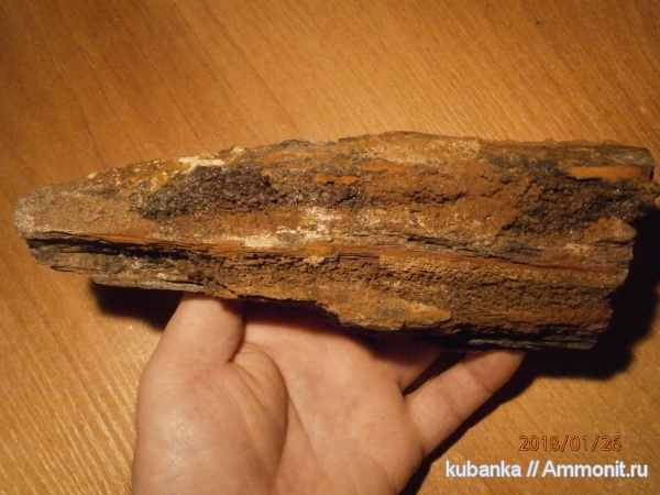 пермь, палеозой, окаменевшее дерево