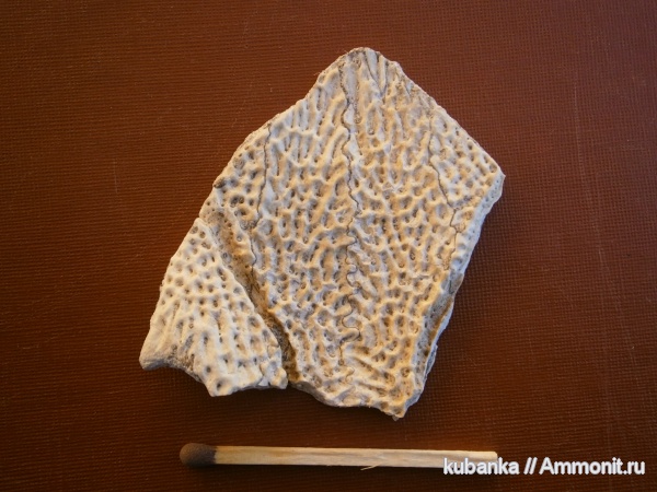 амфибии, мезозой, лабиринтодонты, нижний триас, Syrtosuchus, Syrtosuchus samarensis