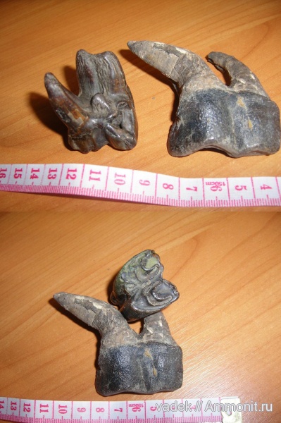 зубы из прошлого