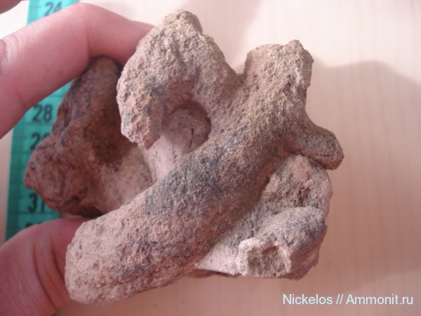 позвоночные, кости, Кемеровская область