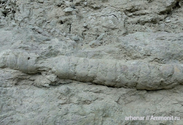 ортоцерасы