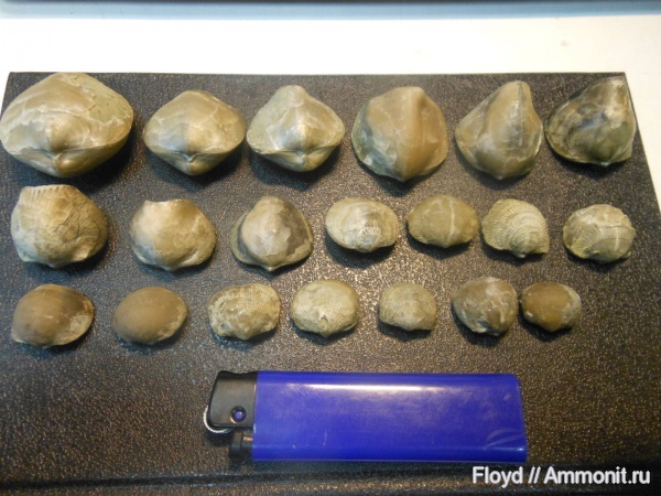 брахиоподы, Коми, франский ярус