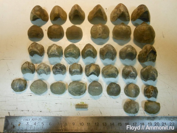 брахиоподы, Коми, франский ярус