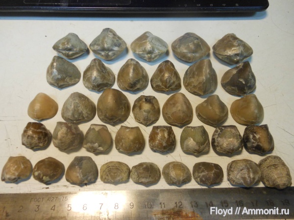 брахиоподы, Коми, франский ярус